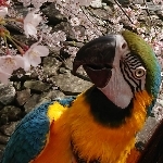 つくね