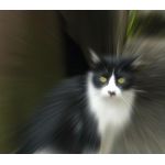 ねこ