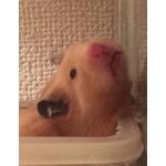 レギュラーガソリン