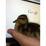 ナンヨウ