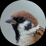 野鳥