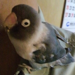 オモチェノフ