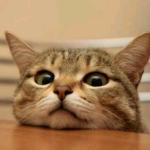 ここあ