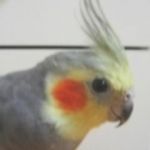 スタッフロールP