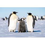 鳩羽