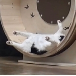 ねんご