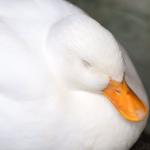 かもたろ