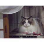 ニコにこ