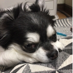 userPhoto