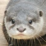 ｶﾜｳｿｽ(´・ω・)