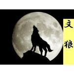 文狼