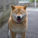 柴犬まる