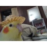 ちょ