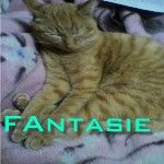 Ｆａｎｔａｓｉｅ