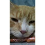 userPhoto