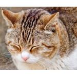 ひなこ
