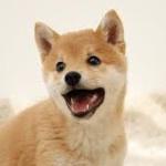 こか犬
