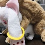 わんこ