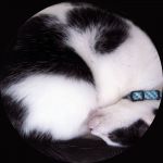 ちょもねぎ