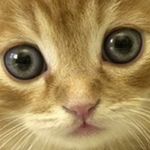 ククル
