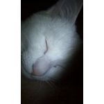 バグナム