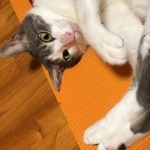 userPhoto