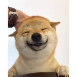 駄犬