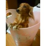 うさぎ☆