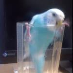 ポンダむねお