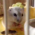 もっくん