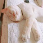 ねこまる