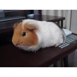 モル