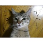 さーにゃん