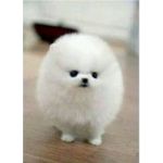 もっふぃー
