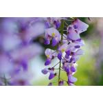 wisteria