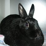 黒兎