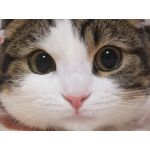 みぃきゅーぶ