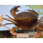 ノコギリガザミ