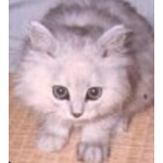userPhoto