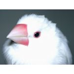 はるせ