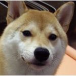 猛柴