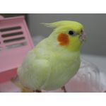 userPhoto