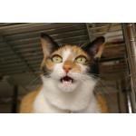 ガチムGメン