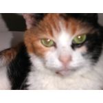 mix_cat_