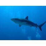 shark