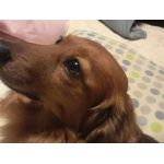 心愛