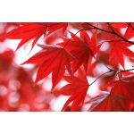 紅葉-0310