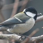 つぴー
