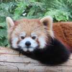 やがて