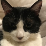 モノキャット